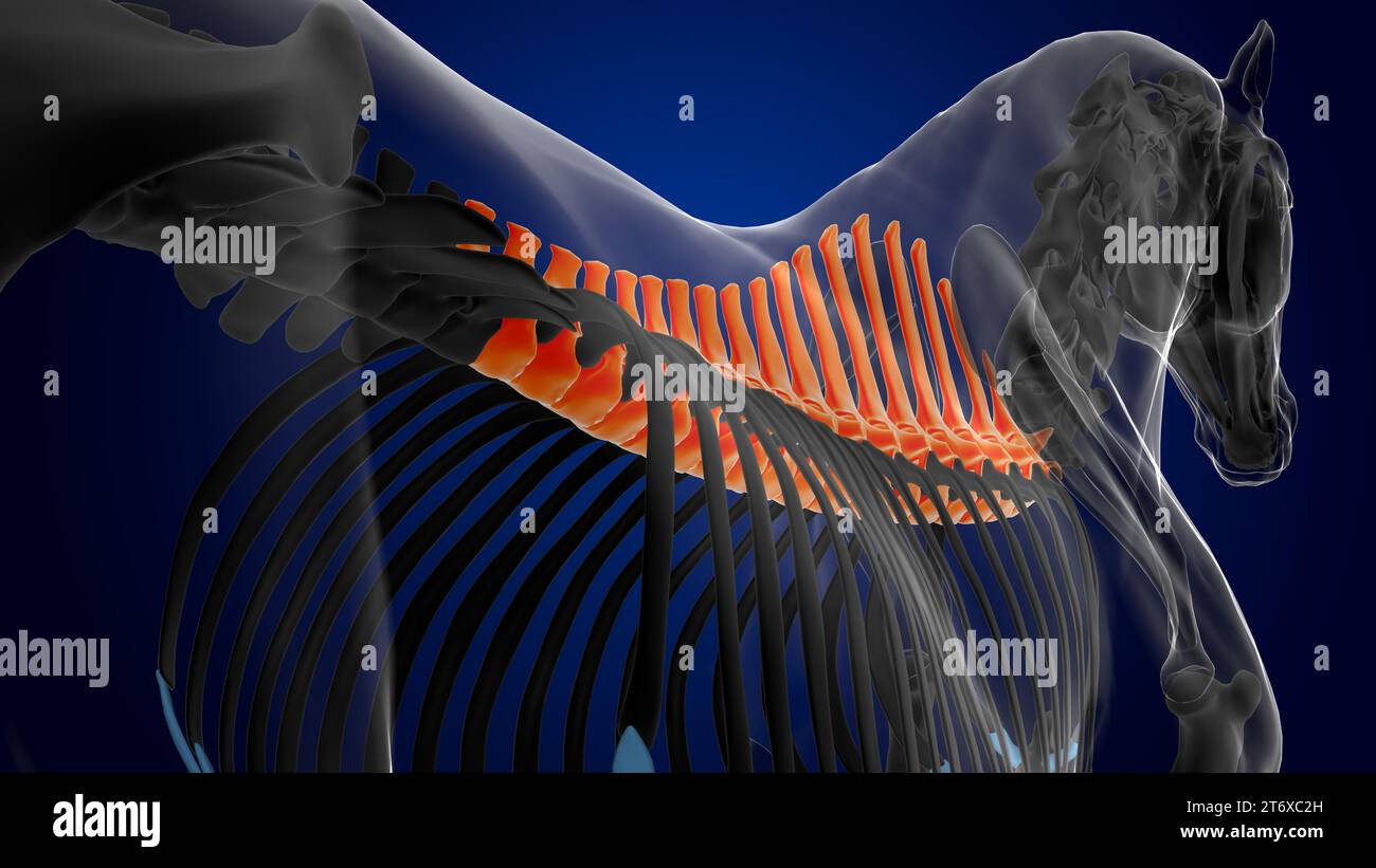 thoracic vertebrae horse skeleton anatomy for medical concept 3D ...