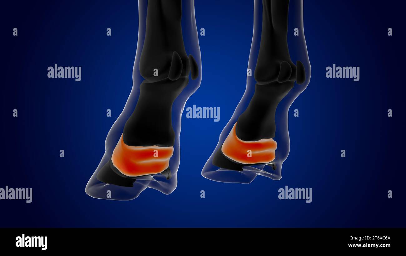 Short pastern bone horse skeleton anatomy for medical concept 3D
