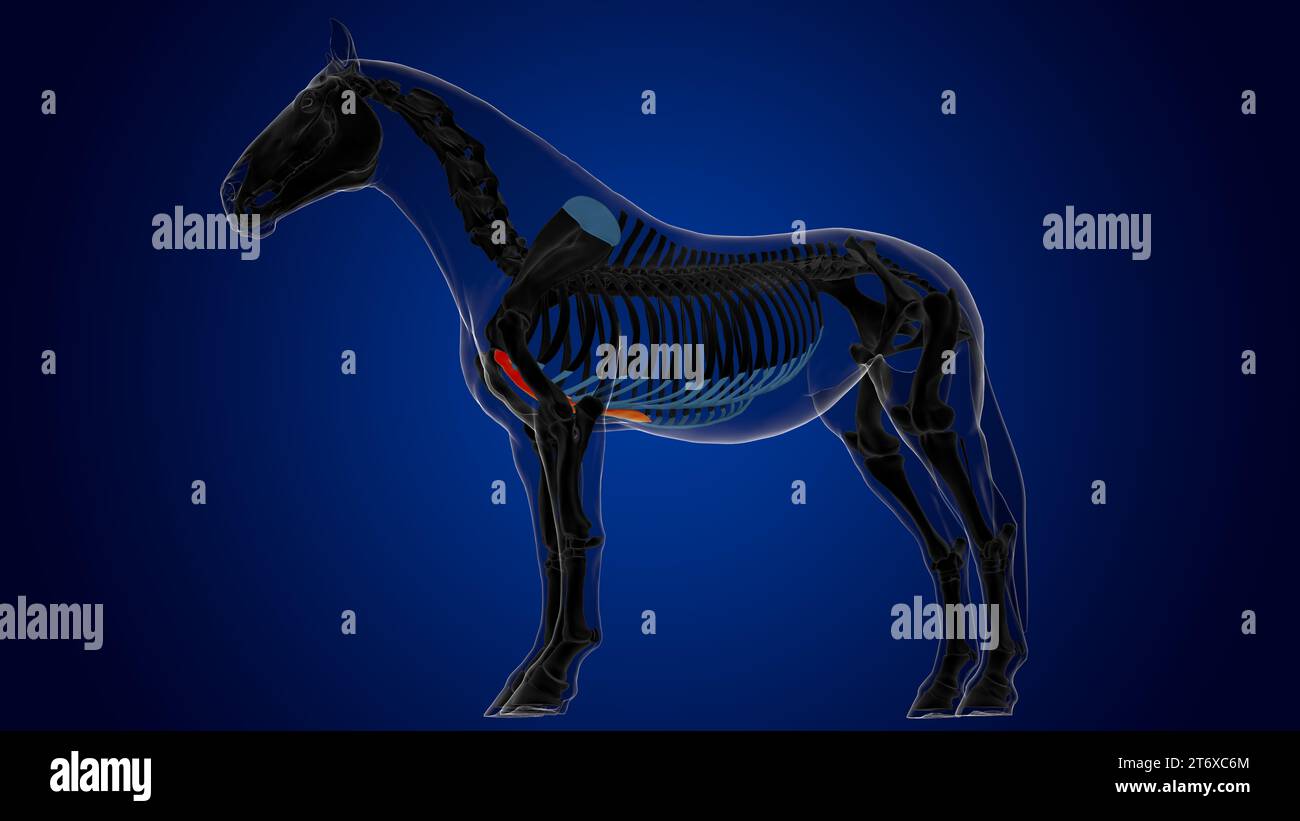 Sternum bone horse skeleton anatomy for medical concept 3D rendering