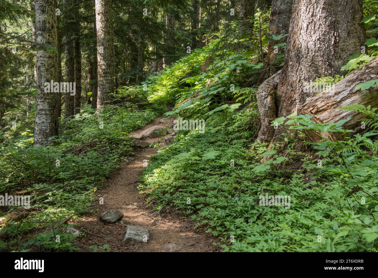 Scenic forested landscape on trail to Cascade Pass, North Cascades