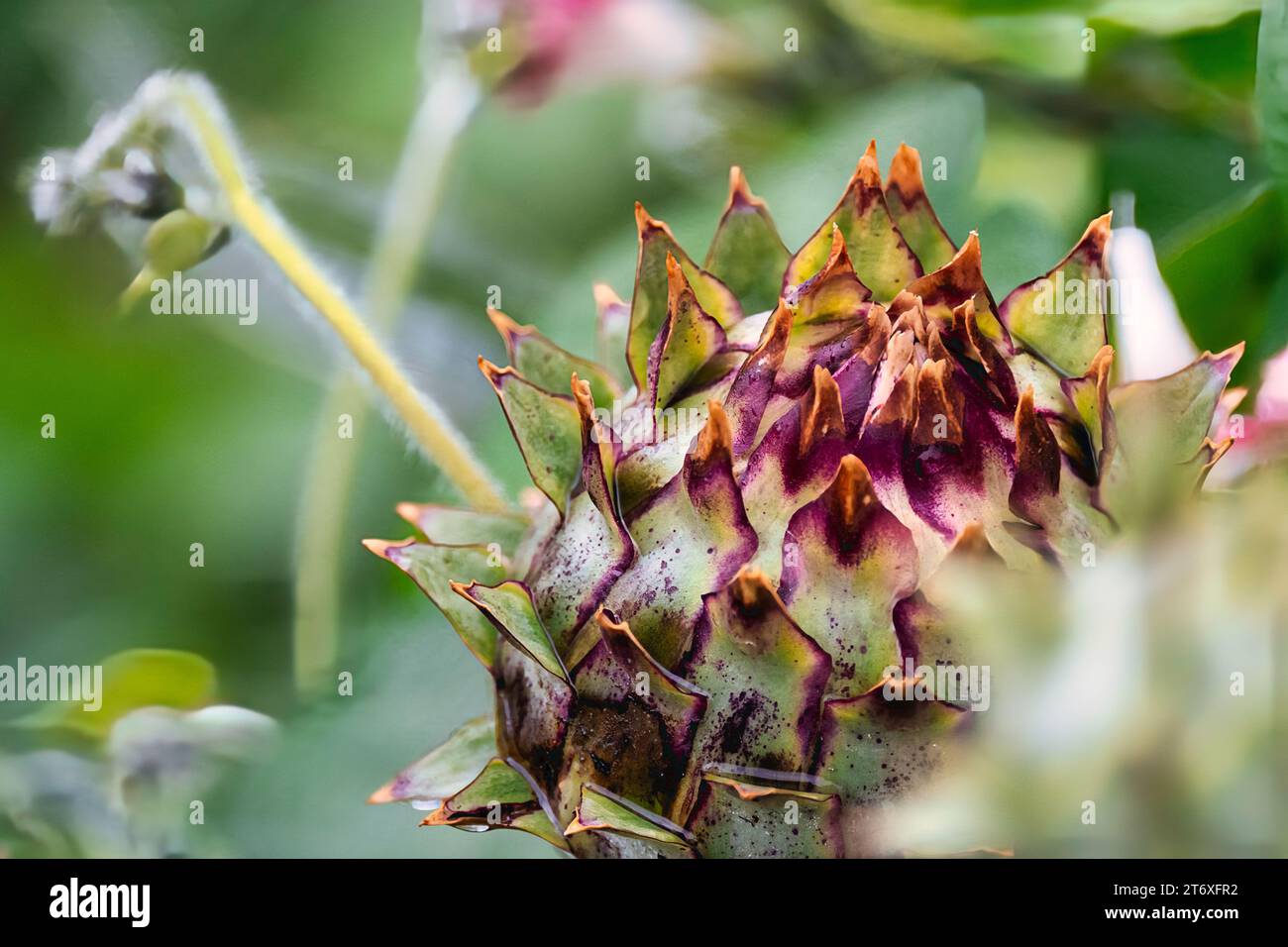 Lush green vibrant plant growth patterns hi-res stock photography and ...