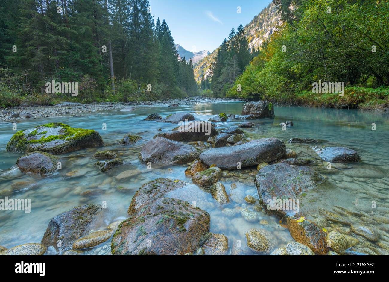 Pine trees river hi-res stock photography and images - Alamy