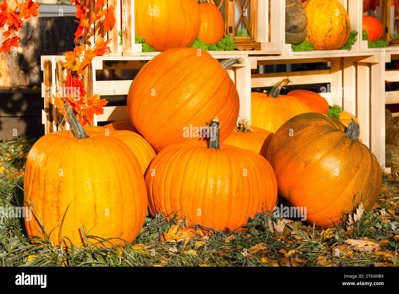 a large pumpkin lies on the grass in the front door of the house ...