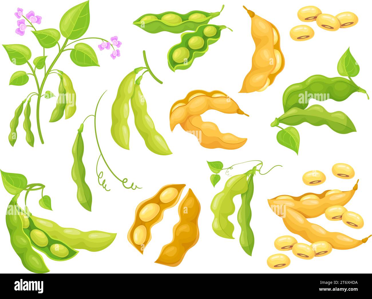 Raw soy bean. Soybean pod, growing soybeans cultivation, green white