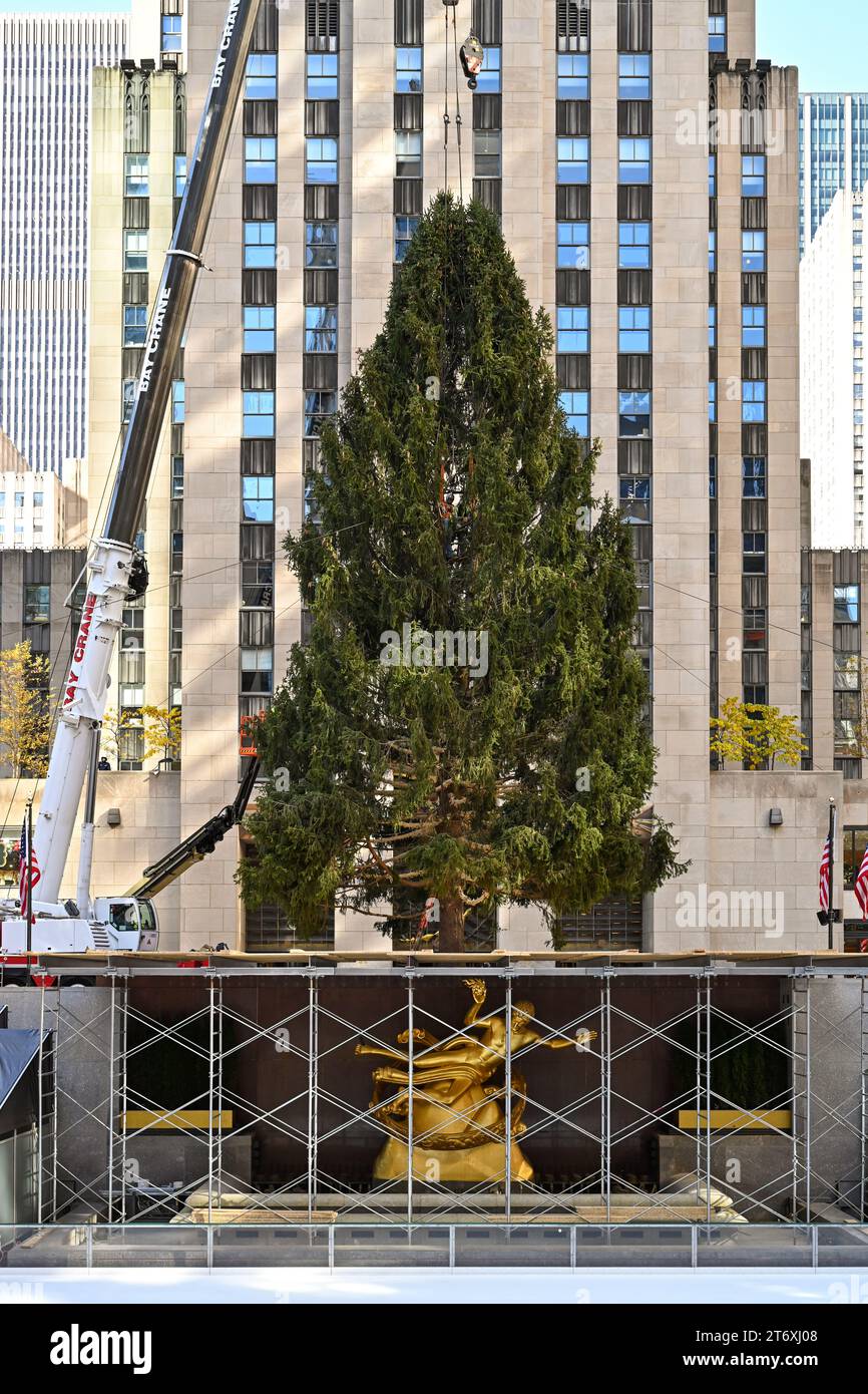 The Rockefeller Center Christmas Tree is lifted into place on the Plaza on November 11, 2023 in