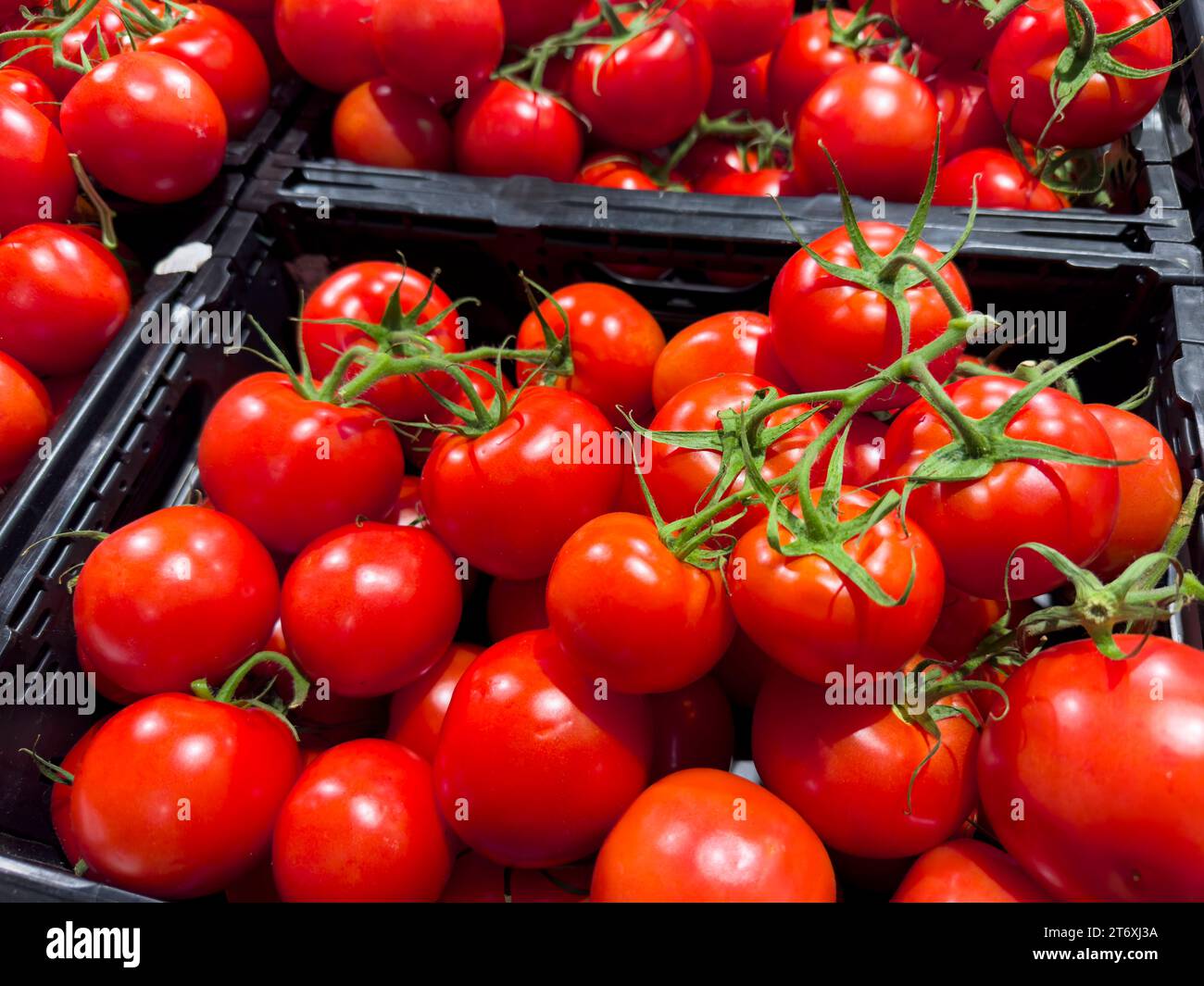 Bavaria, Germany - November 9, 2023: fresh red vine tomatoes in the fruit and vegetable section of a supermarket *** frische rote Rispentomaten in der Obst und Gemüse Abteilung in einem Supermarkt Stock Photo