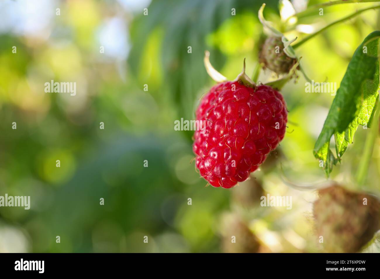 https://c8.alamy.com/comp/2T6XPDW/red-raspberry-growing-on-bush-outdoors-closeup-space-for-text-2T6XPDW.jpg