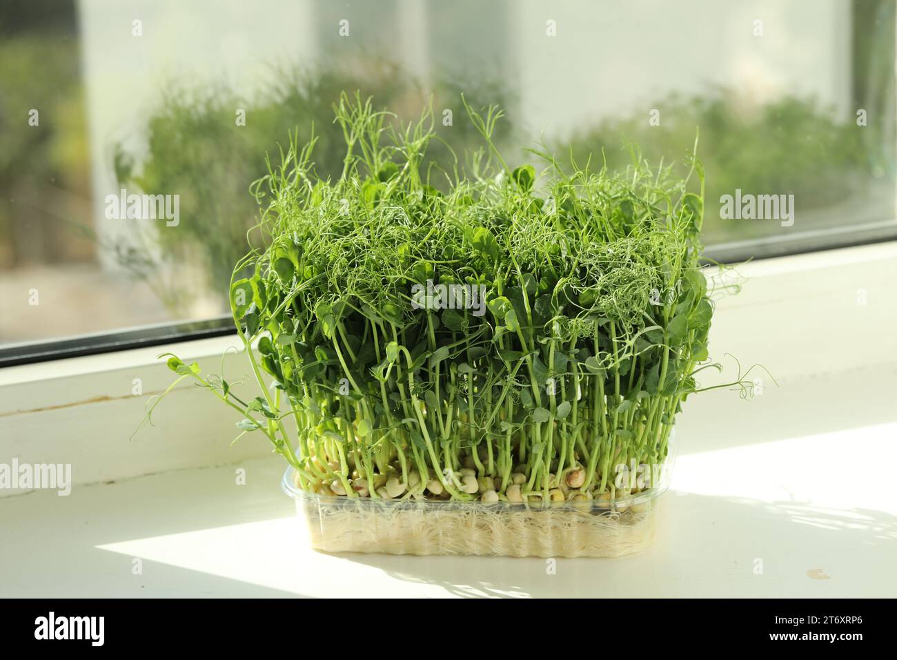 Fresh pea microgreen growing in plastic container on windowsill indoors Stock Photo