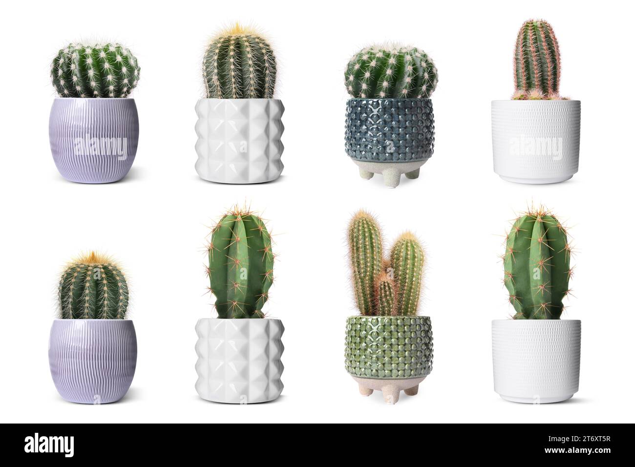 Green cacti in pots isolated on white, collection Stock Photo - Alamy