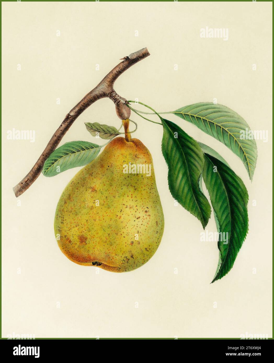 PEAR Pyrus communis Conference/Comice Pear, vintage 1900s illustration lithograph cutout of a pear on white background Stock Photo