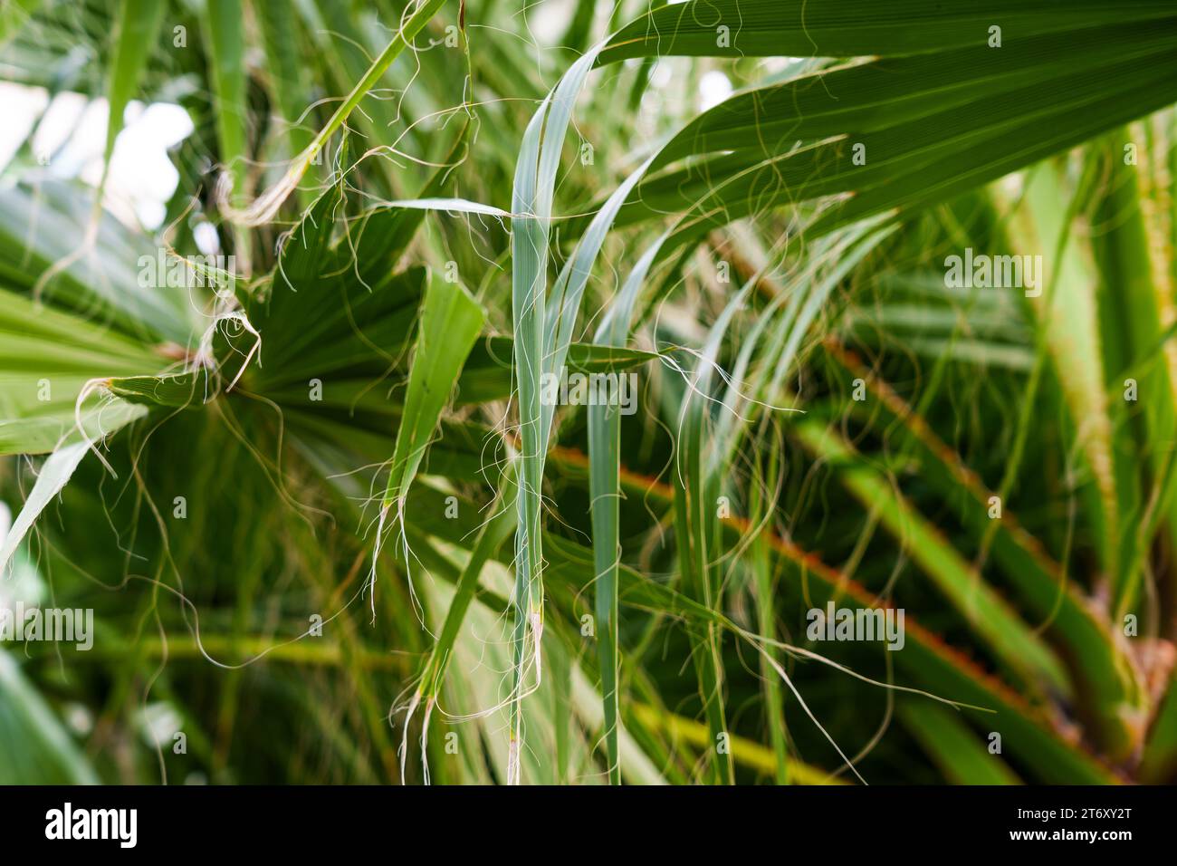 Long thread-like fibers of Washingtonia filifera palm leaf. Tropical ...