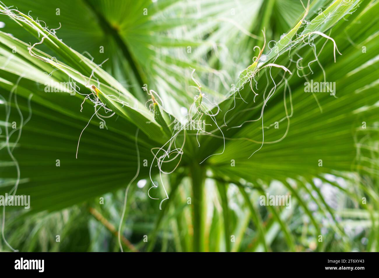 Long thread like fibers hi-res stock photography and images - Alamy