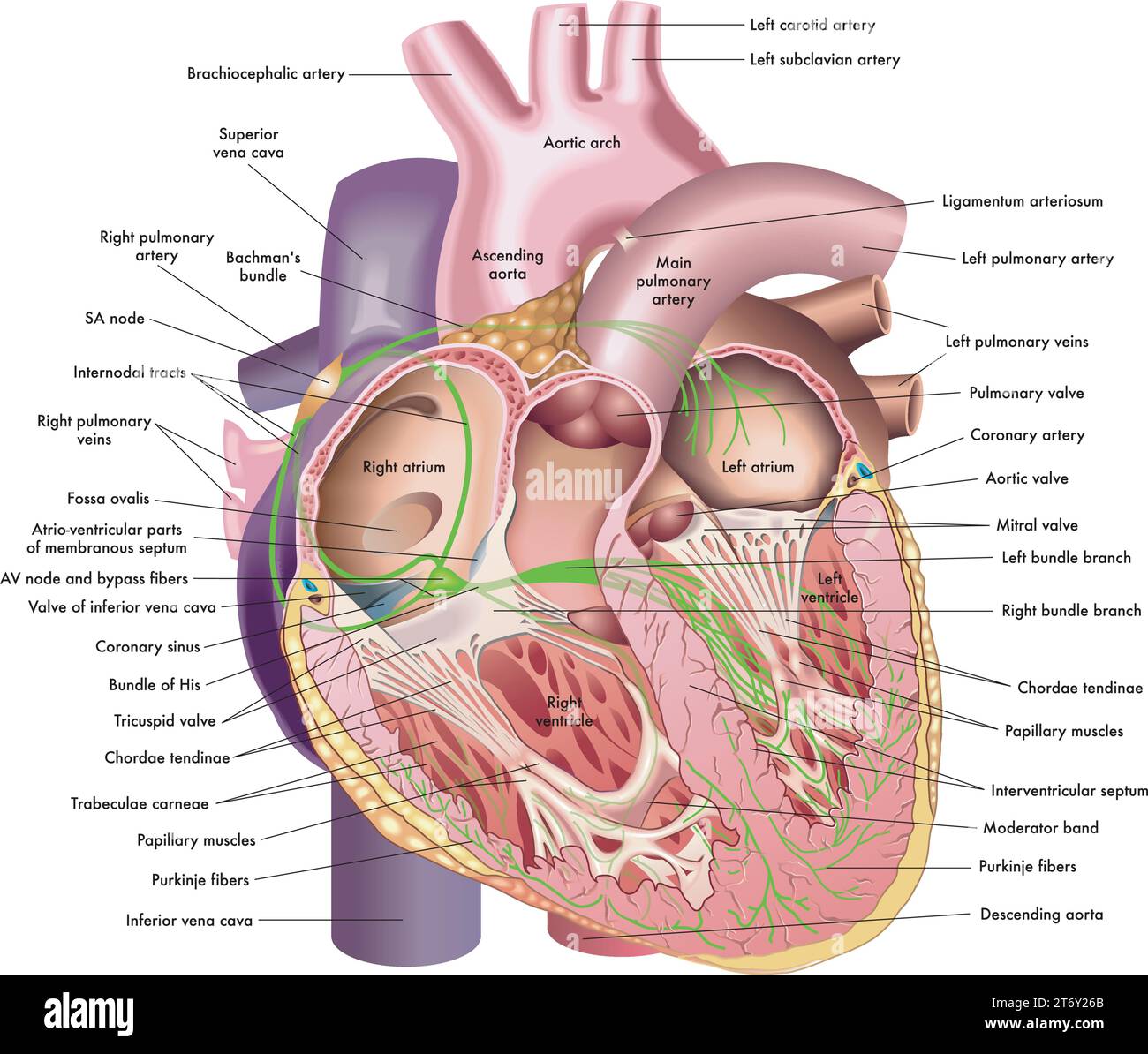 Medical illustration of internal anatomy of the heart, with annotations. Stock Vector