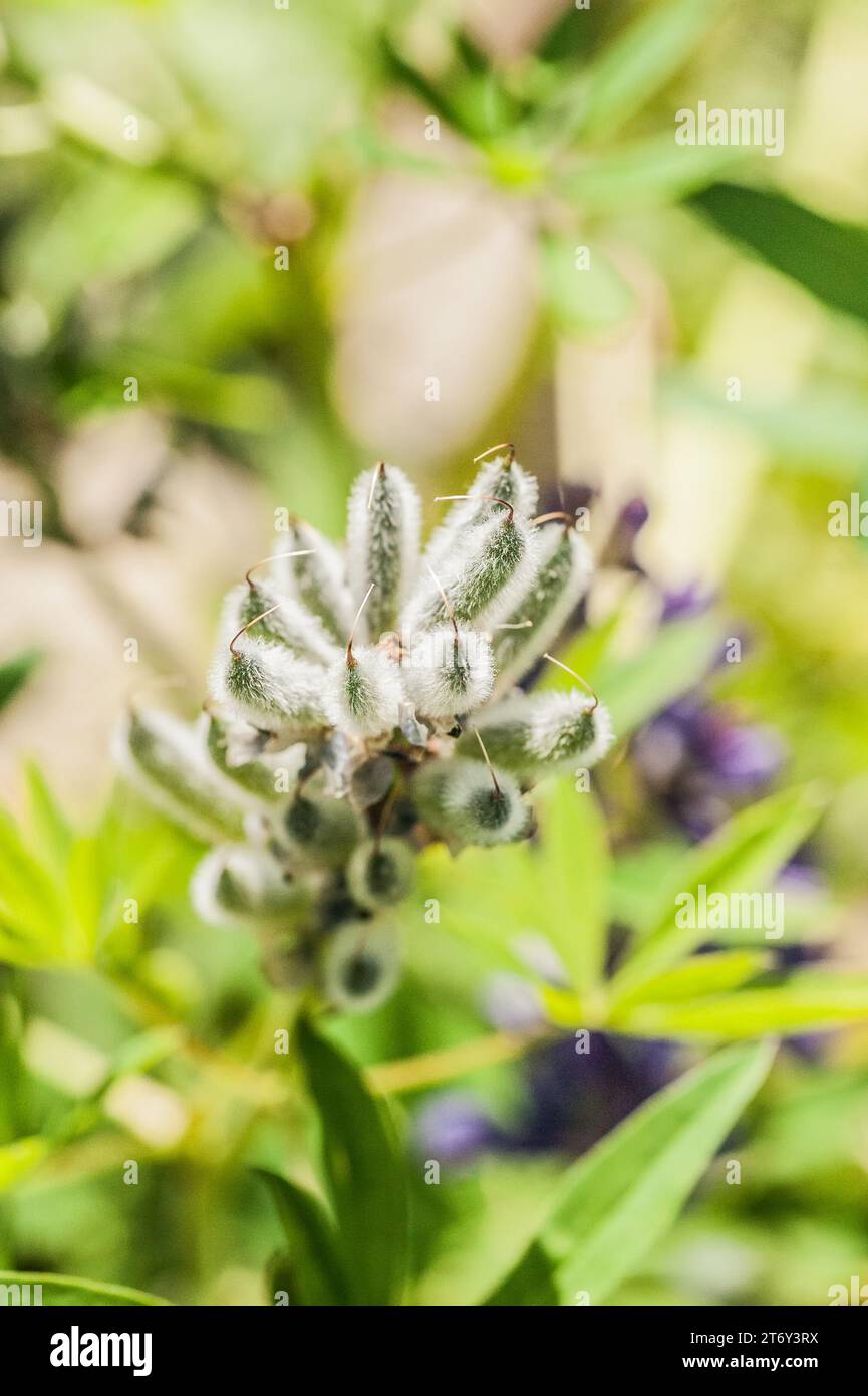 Lupinus, commonly known as lupin or lupine (North America), is a genus of flowering plants in the legume family, Fabaceae. Stock Photo