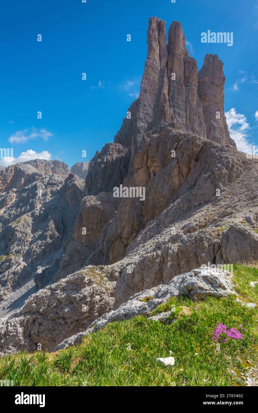 Vajolet Towers in the Catinaccio mountain group of the Italian Dolomites. Imposing rocky limestone spires and flowery grass patch Stock Photo