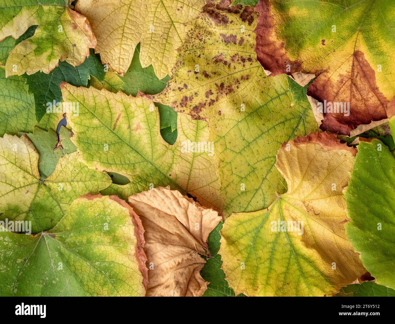 A close-up image of leaf-rotted plants featuring small red and green spots Stock Photo