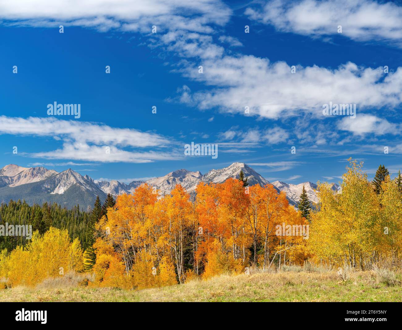 Sawtooth mountain range with fall colored Aspen trees Stock Photo