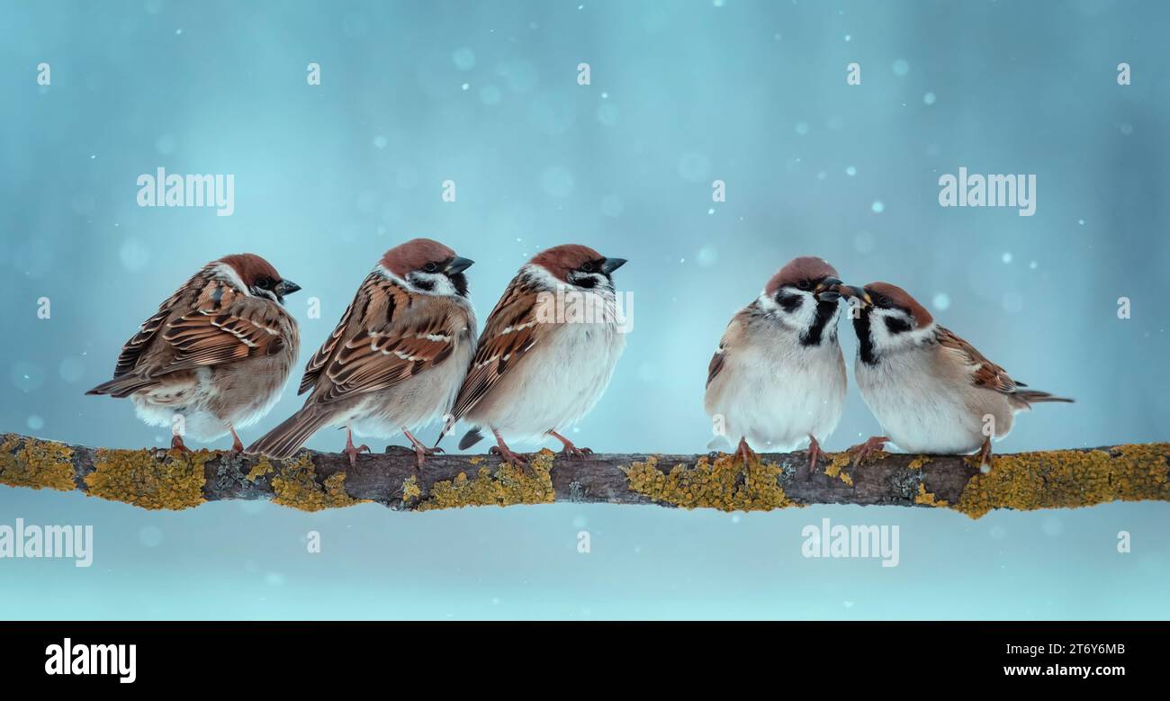 flock of funny birds sparrows sitting on a tree branch in a winter park ...