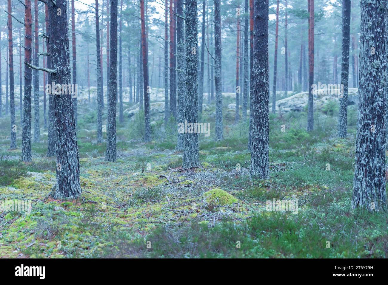 Misty pine forest undergrowth hi-res stock photography and images - Alamy