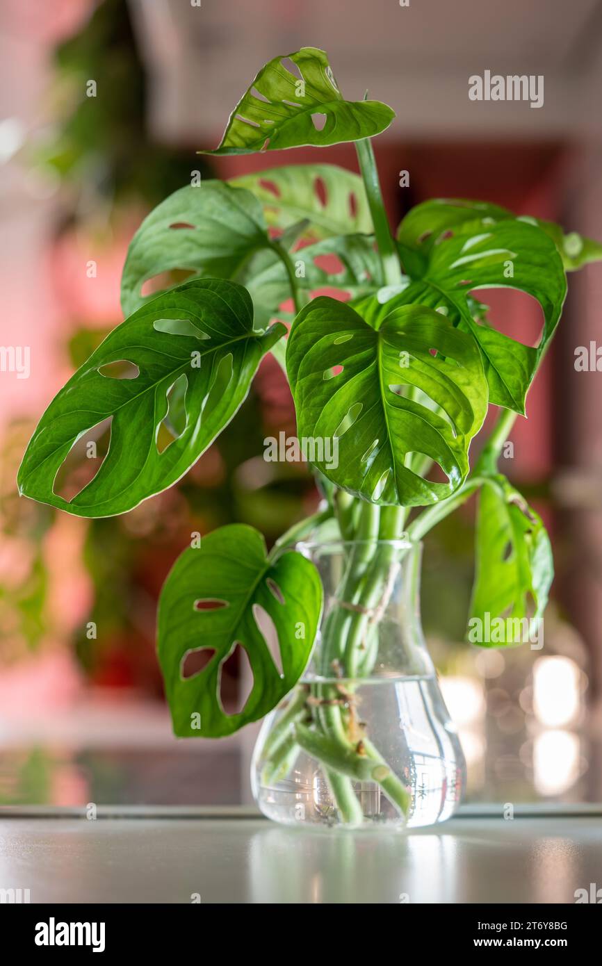 Sprout plant Monstera monkey mask in glass vase, stem cuttings in water