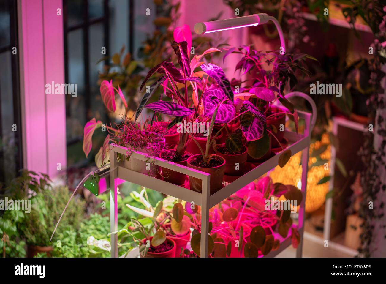 Phyto lamp illuminates plant at home. LED lamp for supplementary lighting of houseplants in