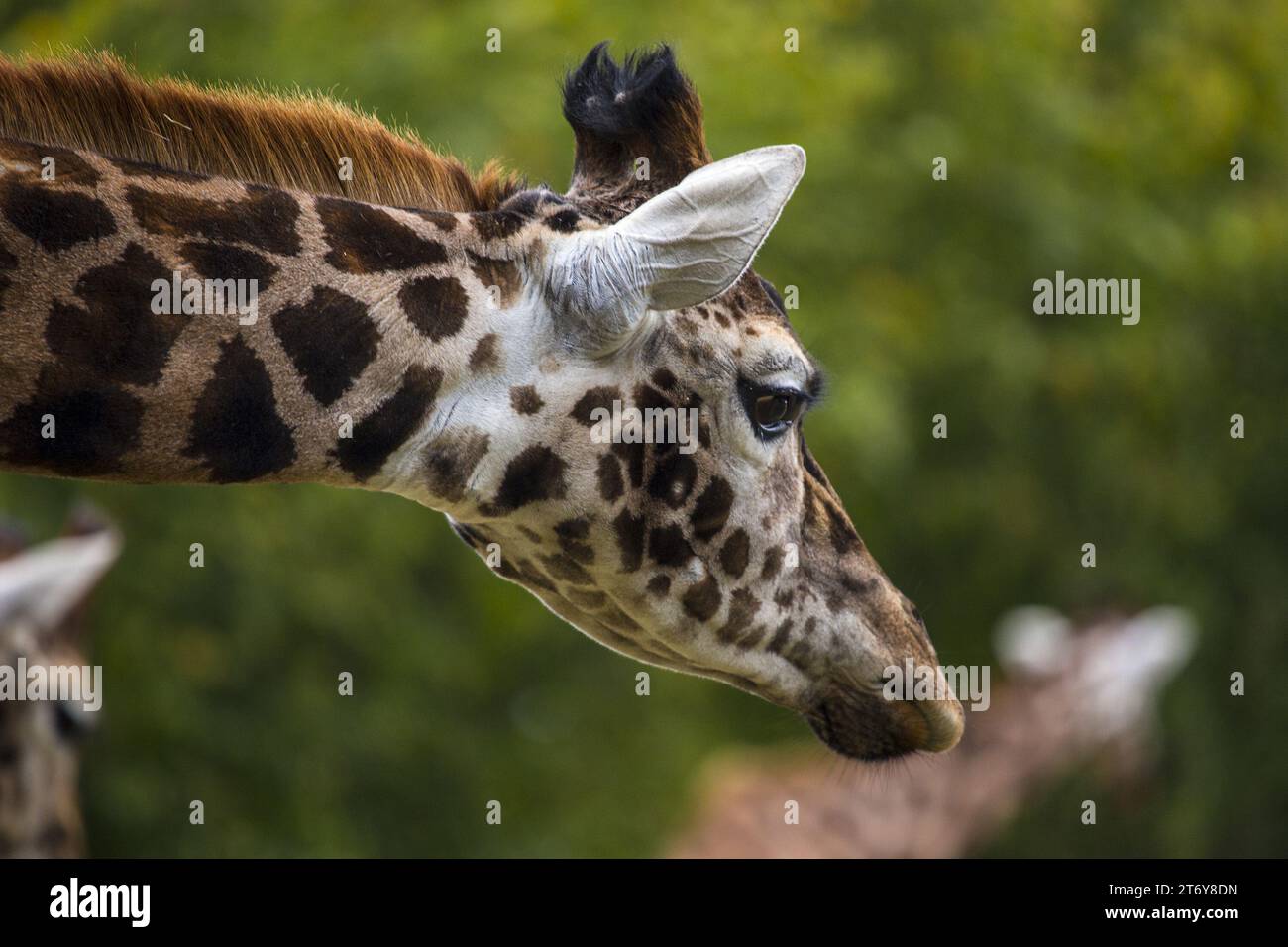 Graceful giraffe (Giraffa camelopardalis) captured in its African ...