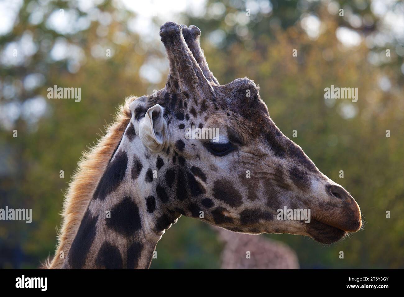 Graceful giraffe (Giraffa camelopardalis) captured in its African ...