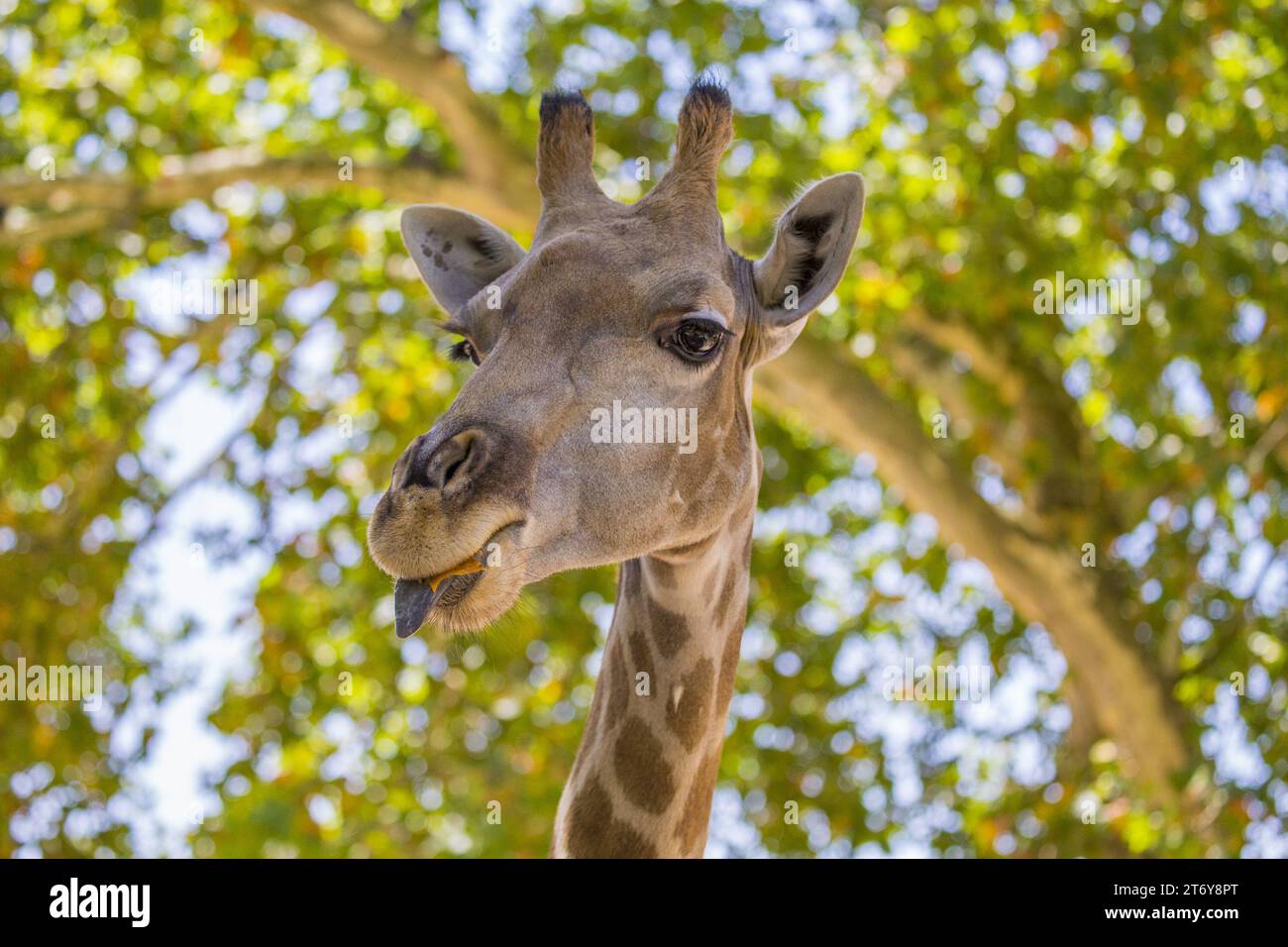 Graceful giraffe (Giraffa camelopardalis) captured in its African ...