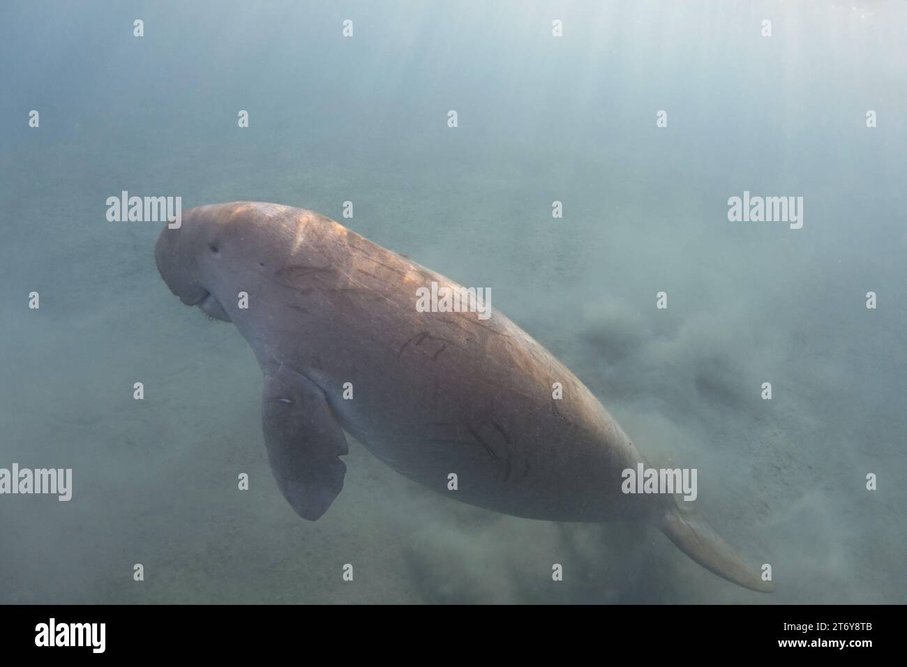 Dugong (Dugong dugon) underwater. Sea cow Stock Photo - Alamy