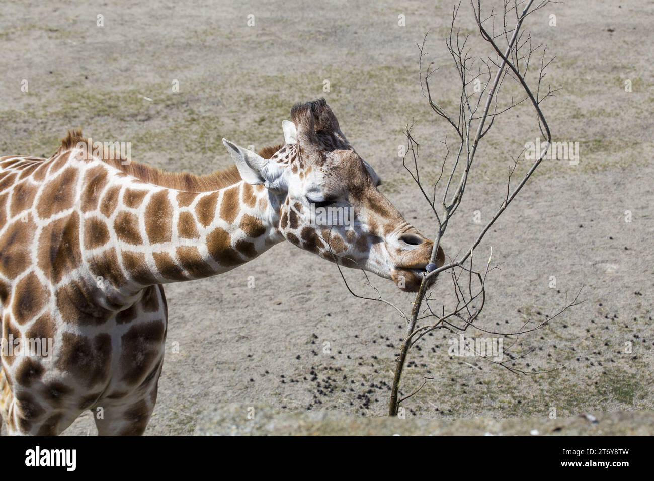 Graceful giraffe (Giraffa camelopardalis) captured in its African ...