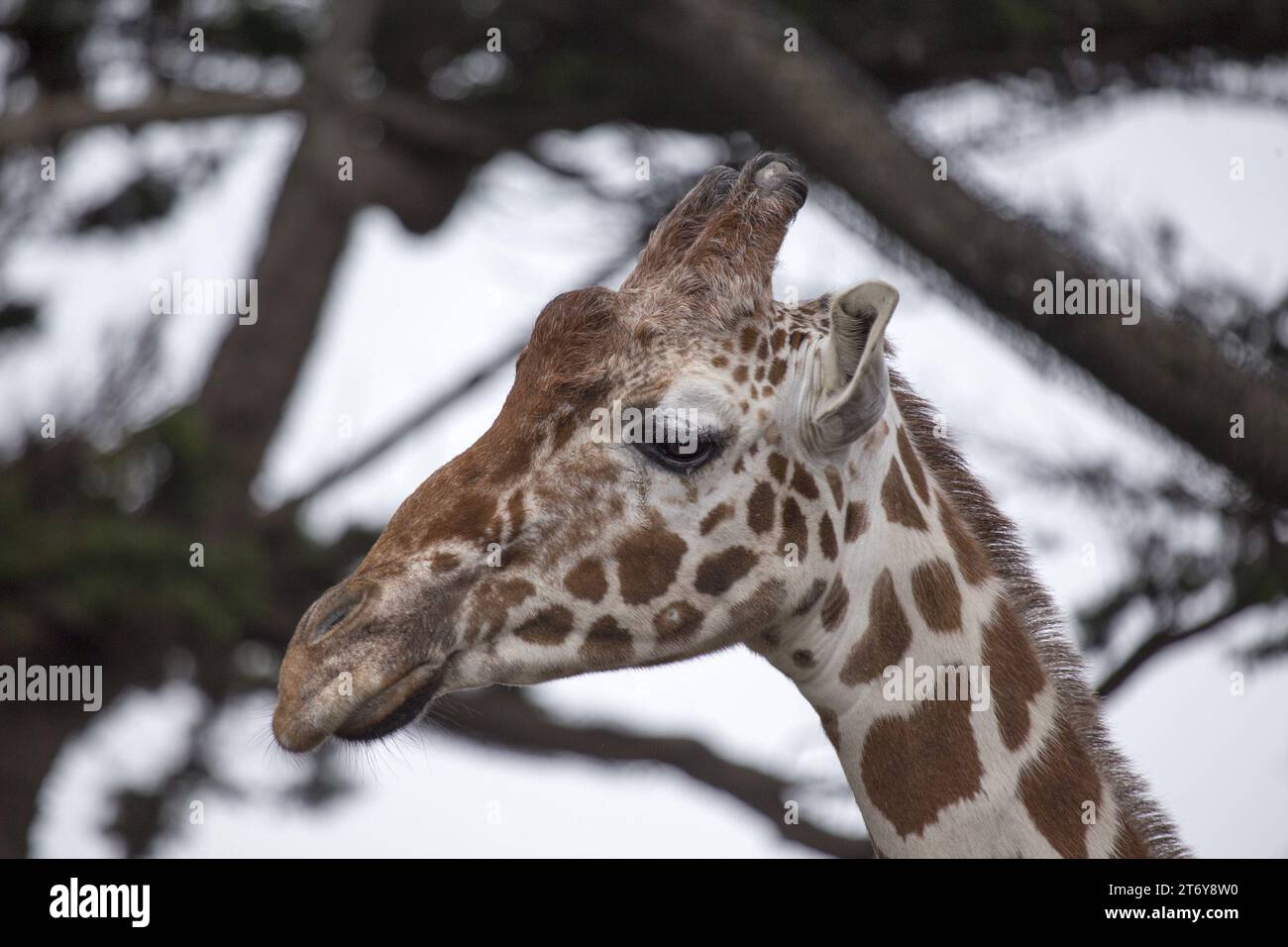 Graceful giraffe (Giraffa camelopardalis) captured in its African ...