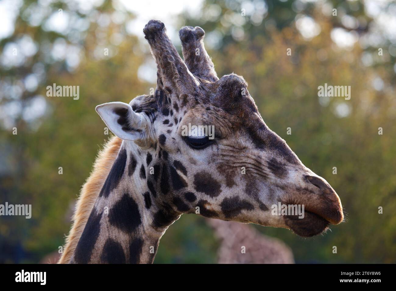 Graceful giraffe (Giraffa camelopardalis) captured in its African ...