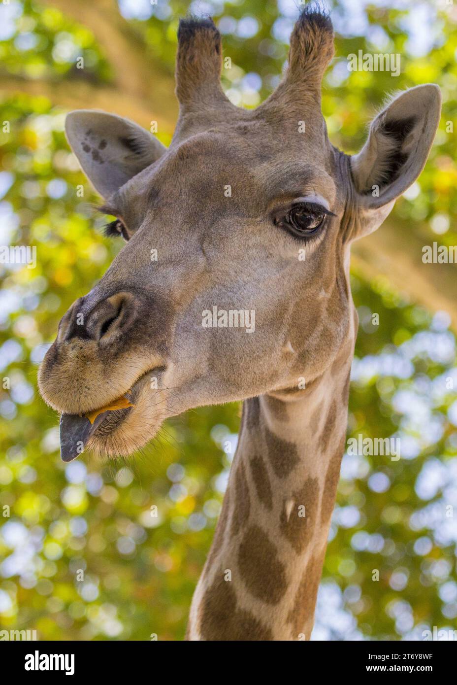Graceful giraffe (Giraffa camelopardalis) captured in its African ...
