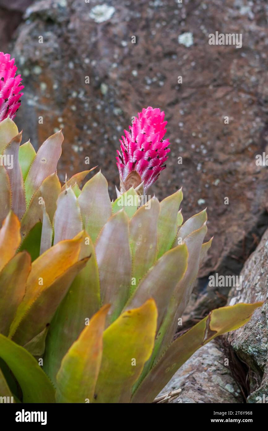 The vibrant rose-pink bract of the Quesnelia testudo bromeliad blooming in a rock garden in the island of Maui, Hawaii, USA. Stock Photo