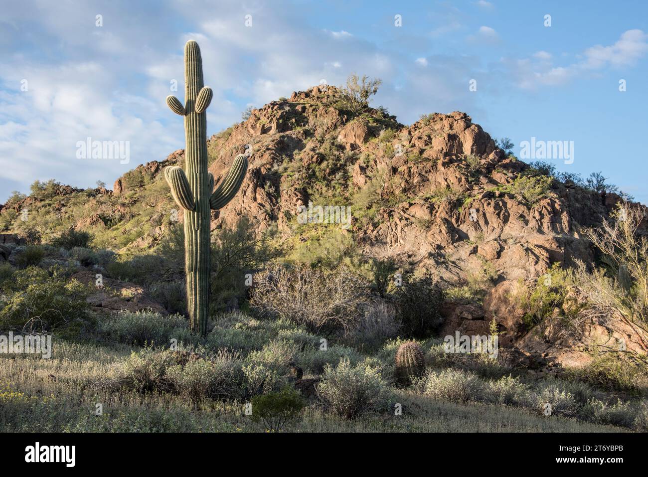 Scenic landscape of Sonoran Desert, the green desert, with saguaro ...
