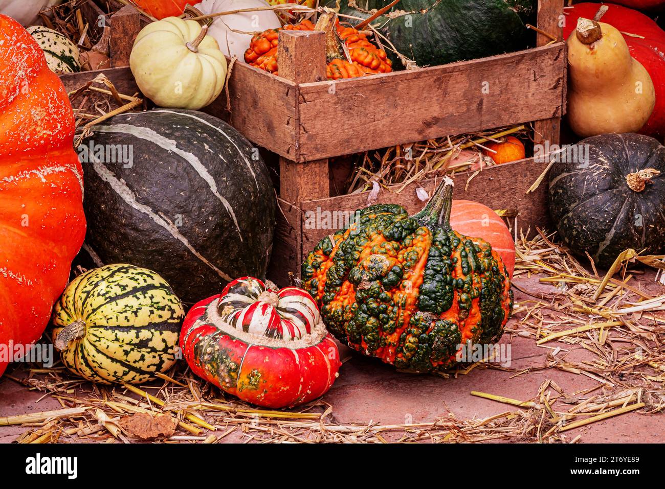 photo of pumpkins display Stock Photo - Alamy