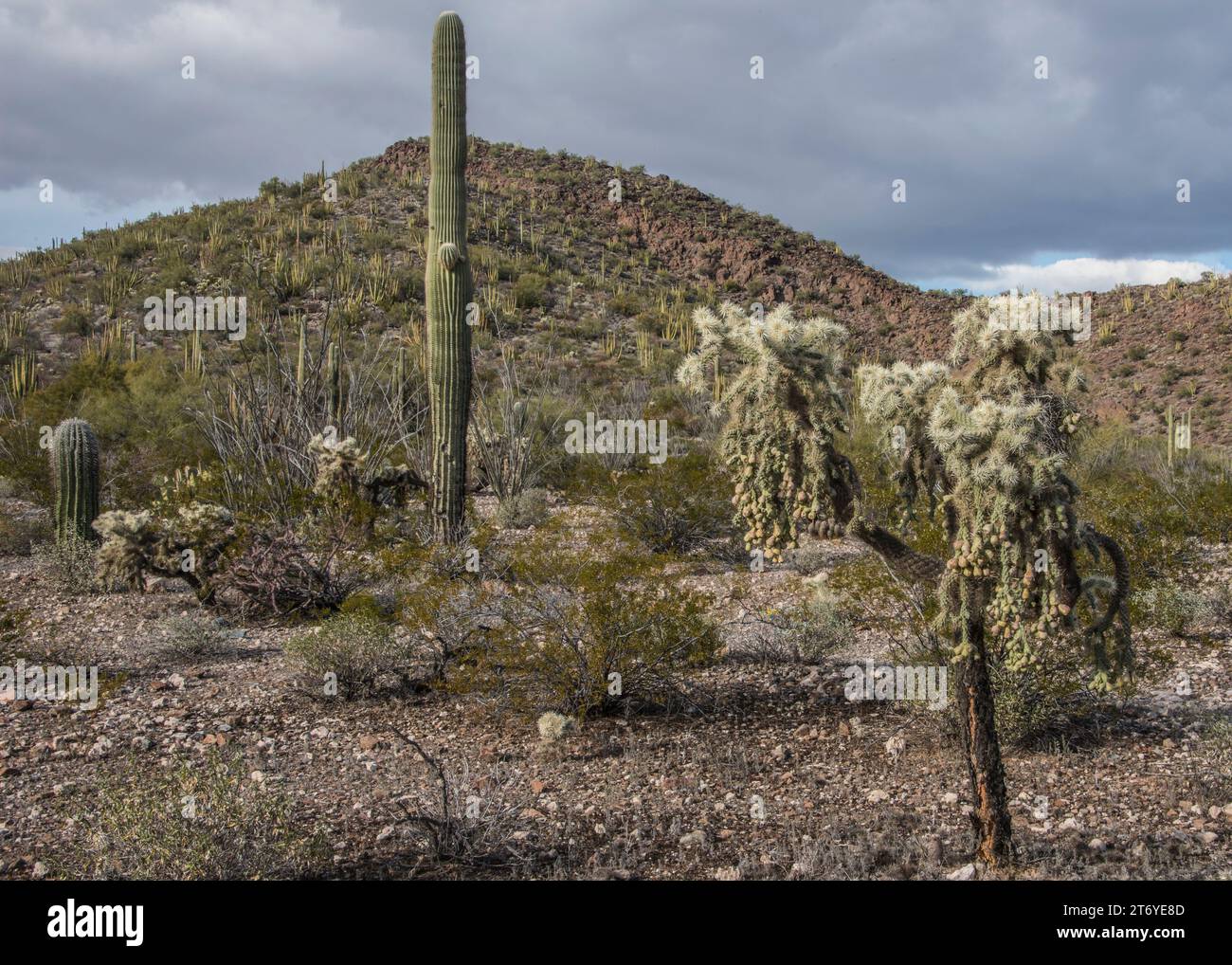 Scenic landscape of Sonoran desert showing multiple species of cacti ...