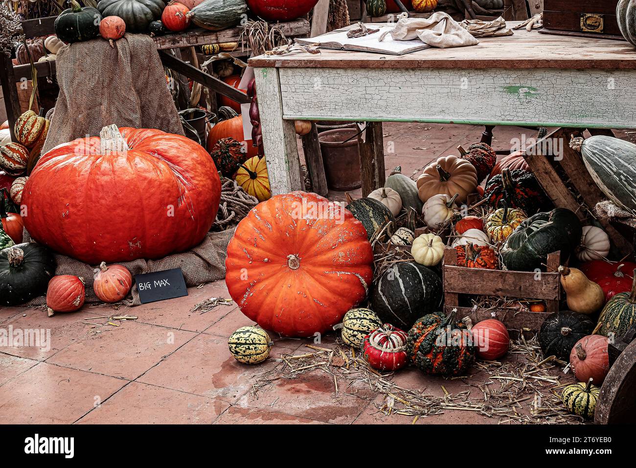 photo of pumpkins display Stock Photo - Alamy