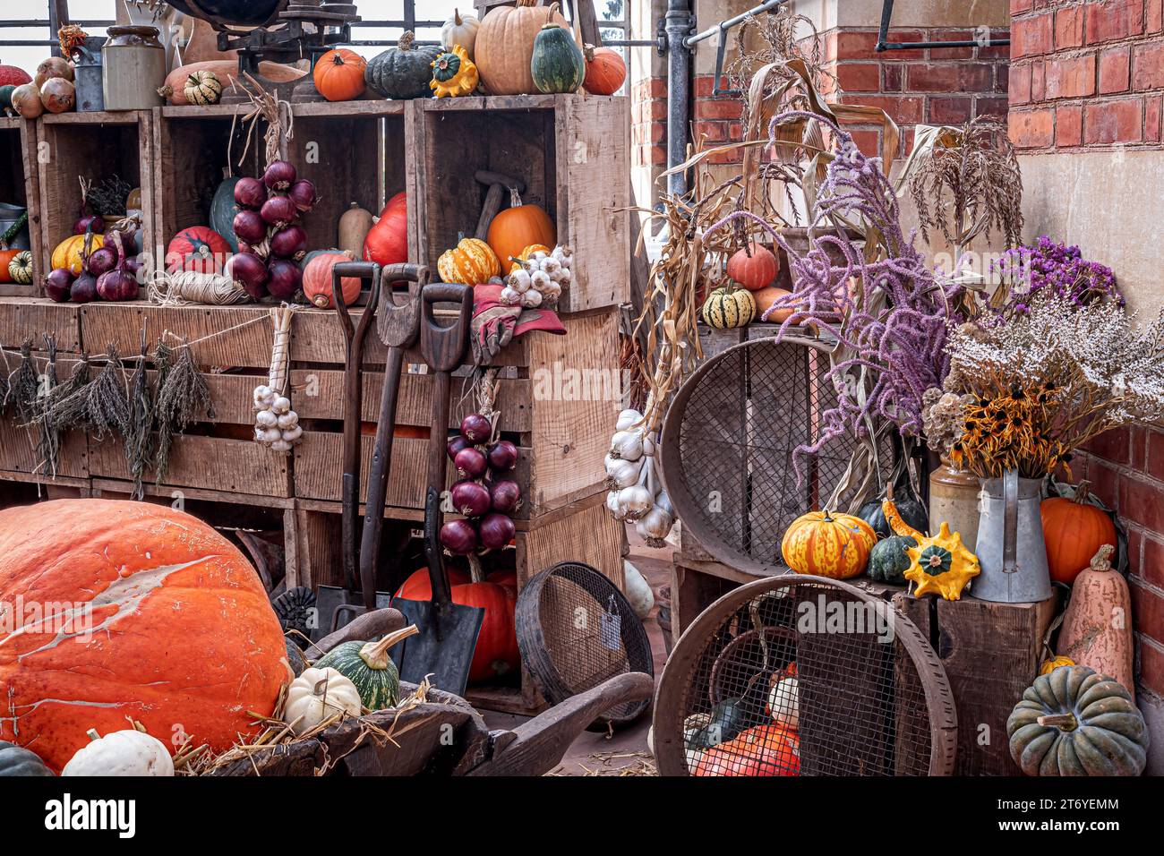 photo of pumpkins display Stock Photo - Alamy