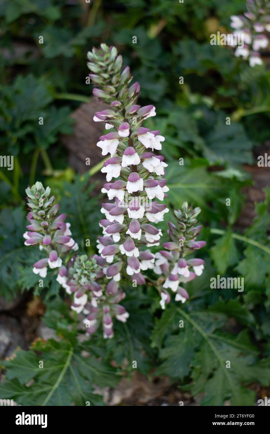 Several bunches of flowers of an acanthus Stock Photo
