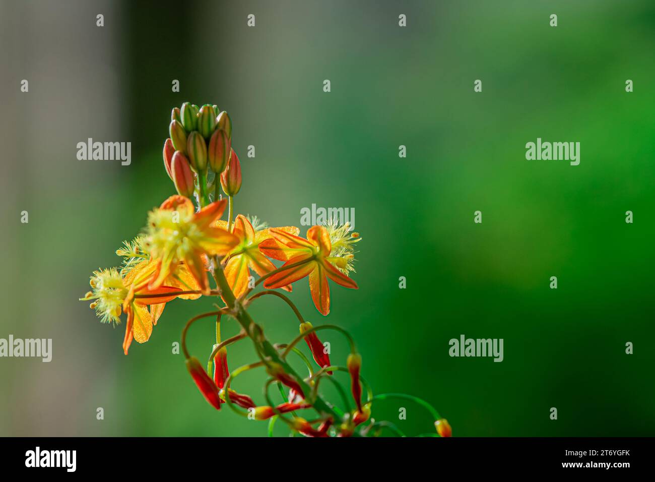 photo of autumn flowers on natural background Stock Photo