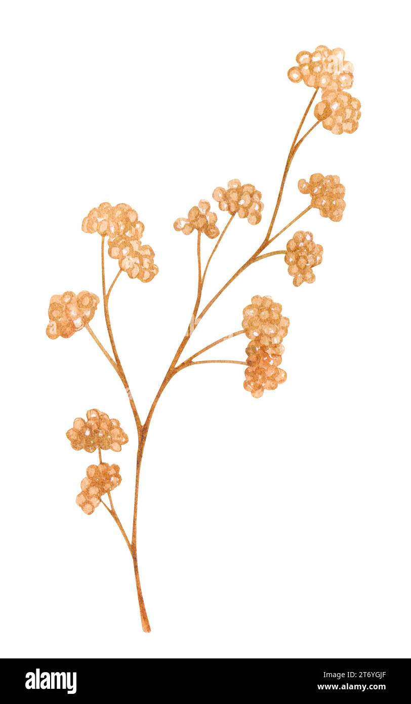 Dried flowers, dead flower, dry grass. Watercolor botanical