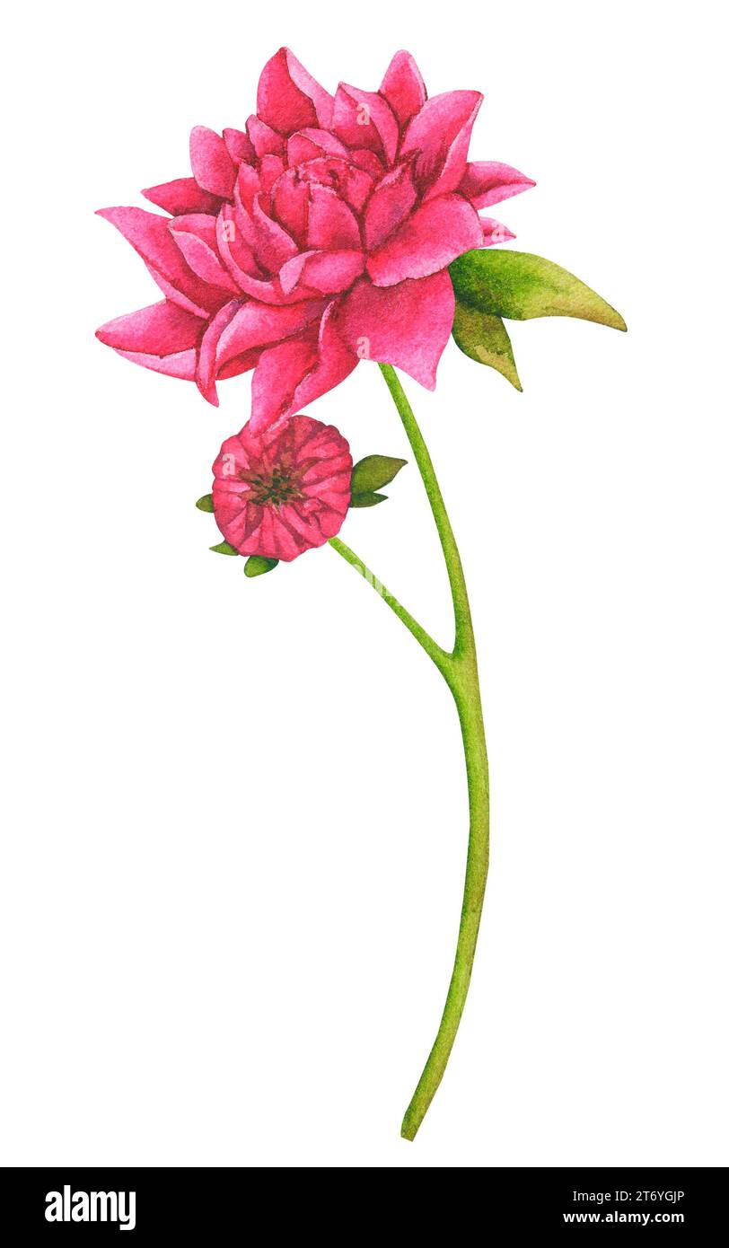 Dahlia flower, chrysanthemum. Watercolor botanical illustration. Element for design of packaging, logo, cards, wedding printing, invitations, advertis Stock Photo