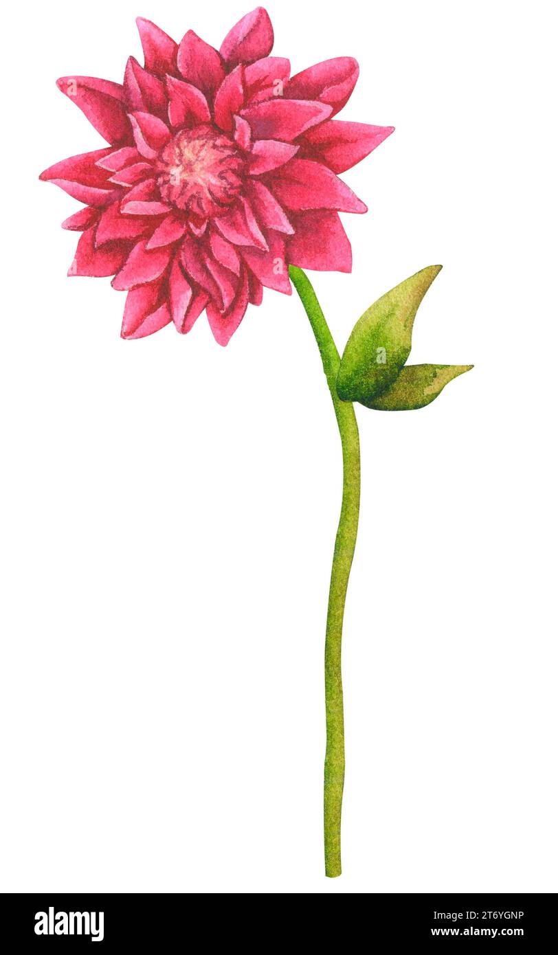 Dahlia flower, chrysanthemum. Watercolor botanical illustration. Element for design of packaging, logo, cards, wedding printing, invitations, advertis Stock Photo
