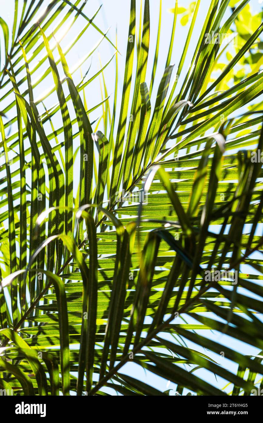 Tropical leaves sun outside Stock Photo - Alamy