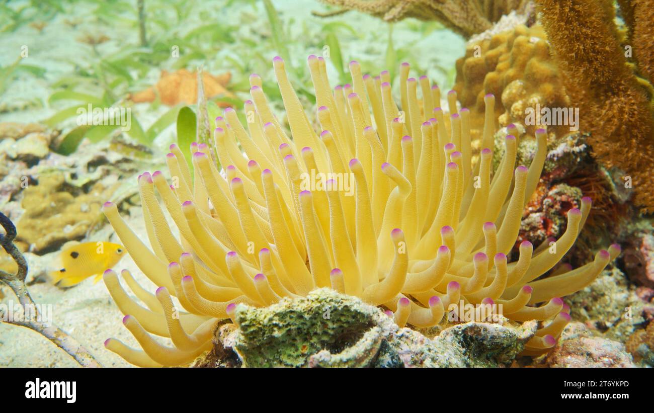 A giant Caribbean sea anemone Condylactis gigantea underwater in the Caribbean sea, natural scene, Central America, Panama, Bocas del Toro Stock Photo