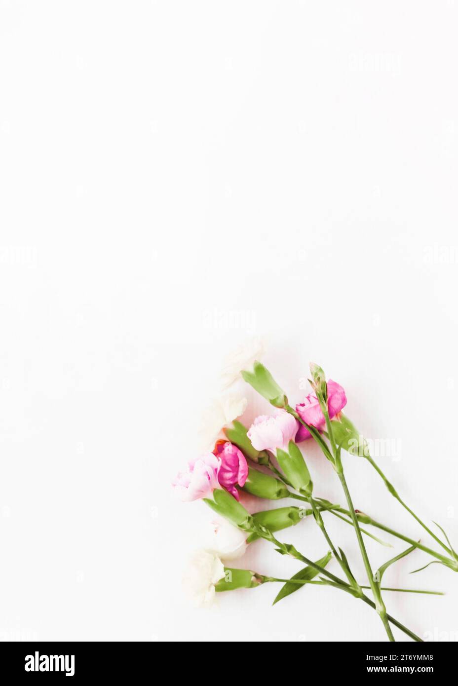 Pink carnation flowers white background Stock Photo