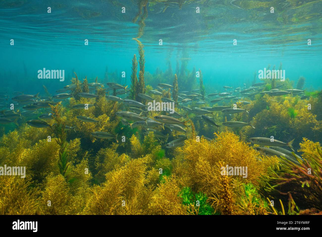 School of fish (bogue) with seaweed in the Atlantic ocean, natural underwater seascape, Spain, Galicia, Rias Baixas Stock Photo