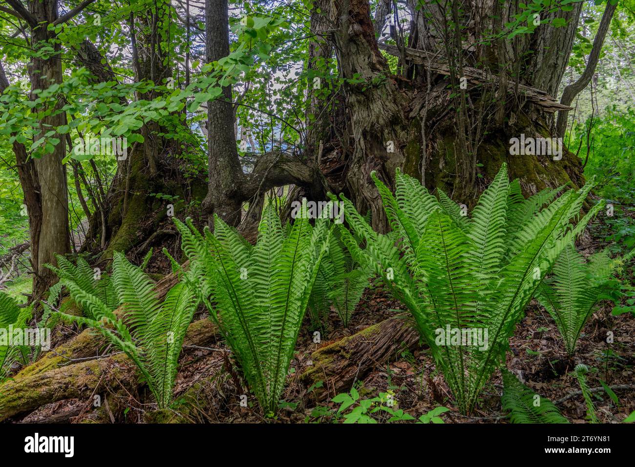 Akan mashu national park hi-res stock photography and images - Alamy