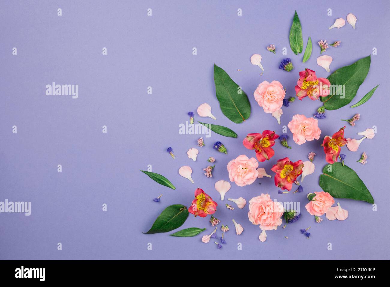 Design made (alstroemeria) carnations leaves limonium flowers purple background Stock Photo